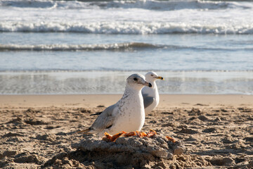 playa y gaviotas