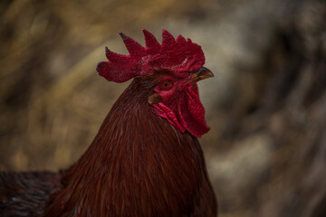 Rhode Island Red rooster closeup