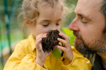 Little girl smelling pepper plant with her dad, when transplanting it in eco greenhouse, learn gardening.