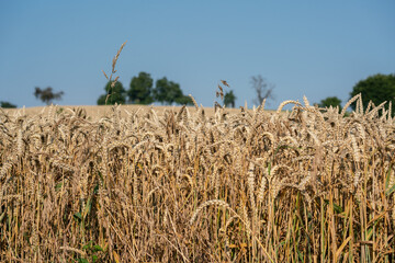 Wheat field with trees and a blue sky in the background