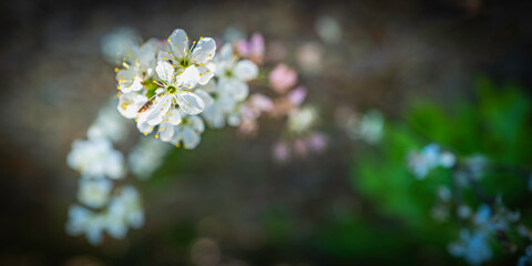 White wild plum tree flowers with the green bushes in the forest