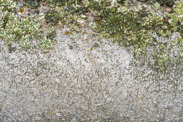 Bark of Japanese White Pine (Pinus parviflora) with Lichen