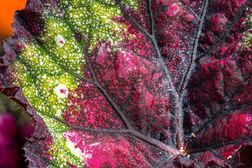 Colored Leaf of Rex x Begonia