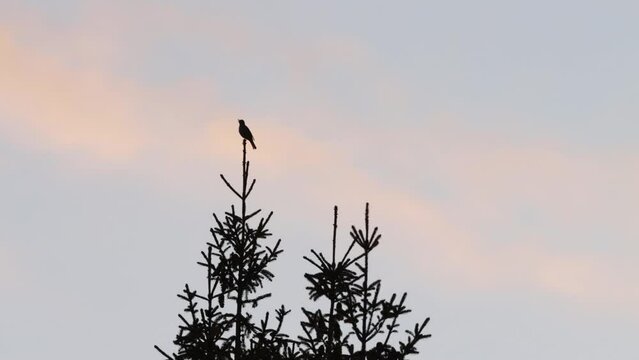 Song thrush singing on a top of a Spruce tree in Estonian boreal forest