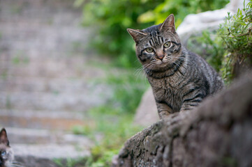 Stray cat living in Onomichi, Japan 