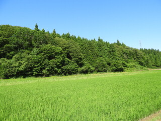 夏の農村風景