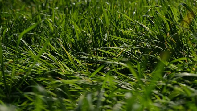 Green grass close-up background. Close-up view of fresh green grass, selective focus. Grass background - selective focus. Wheaten field.