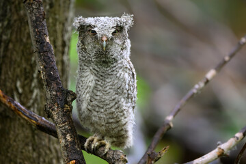 Eastern Screech Owl owlet fledgling sitting on a stick on rainy morning in spring on green background