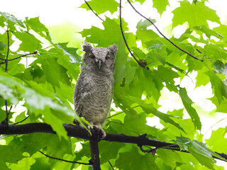 Eastern Screech Owl owlet fledgling sitting on a tree branch on rainy morning in spring  