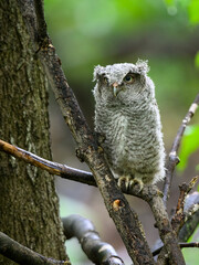 Eastern Screech Owl owlet fledgling sitting on a stick on rainy morning in spring on green background