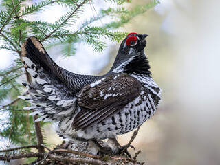 Male Spruce Grouse portrait in winter