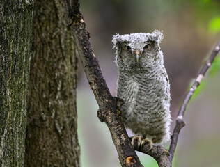 Eastern Screech Owl owlet fledgling sitting on a stick on rainy morning in spring on green background