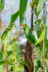 a parrot sitting on a green corn