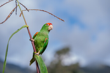 a parrot sitting on the corn flower
