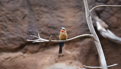 White Fronted Bee Eater Bird