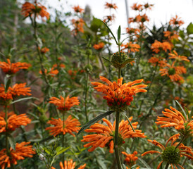 Orange Beautiful Lion's Ear Flower