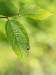 木の葉に乗った小さなマルカメムシ
