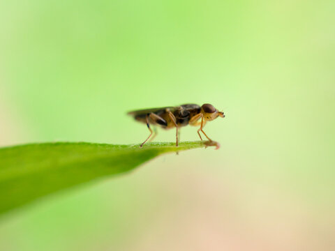 体長1mm程度の小さなキモグリバエ
