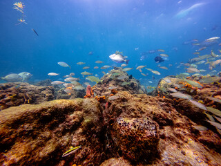 underwater view of coral reef with sea life and school of fish