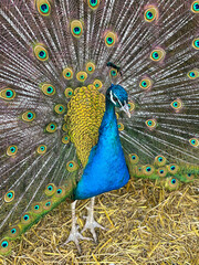 Vibrant Peacock Displaying Colorful Feathers