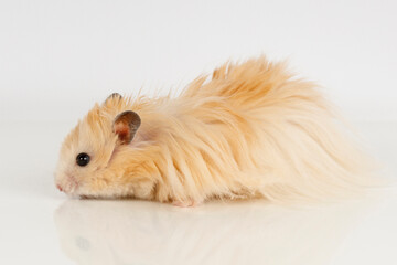 fluffy Syrian hamster on a light background