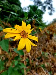 yellow flower in the garden