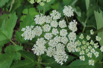 Cow parsnip closeup at Wayside Woods in Morton Grove, Illinois