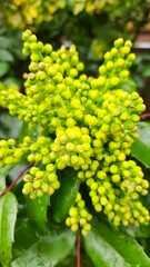 yellow flowers in the garden