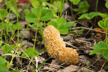 The common morel (lat. Morchella esculenta), of the family Morchellaceae. Central Russia.