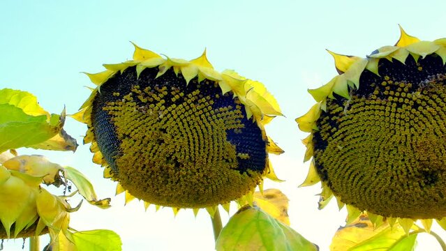 Sunflower harvest. Panorama. Row of sunflowers in sunbeams. High quality 4k footage