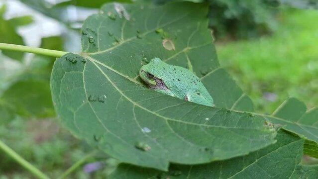 Cope's Gray Treefrog hiding in big leaf on windy day, close up view