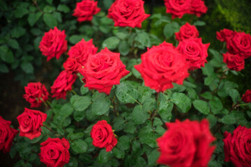 赤いバラの花