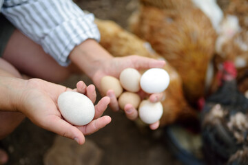 Woman farmer collecting fresh organic eggs on chicken farm. Floor cage free chickens is trend of...