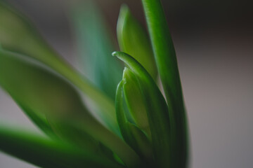Planta lírio verde amazônica samambaia lirio
