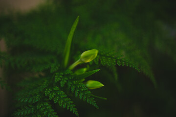 Planta l&iacute;rio verde amaz&ocirc;nica samambaia 