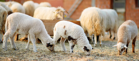 Small lambs on background of sheeps in corral on the farm. Bio organic healthy food and wool...