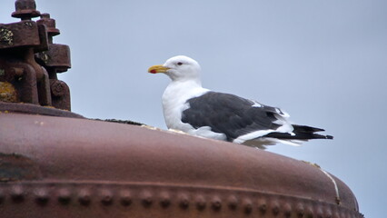 Kelp gull (Larus dominicanus) perched on a boiler at the old whaling station at Whaler's Bay,...