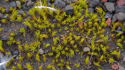 Feather in a patch of lichen at Whaler's Bay, Deception Island, Antarctica