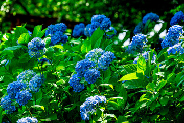 響山のアジサイ