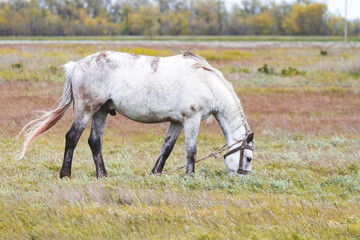Obraz na płótnie Canvas Horse in the field. A beautiful horse grazes in the field.