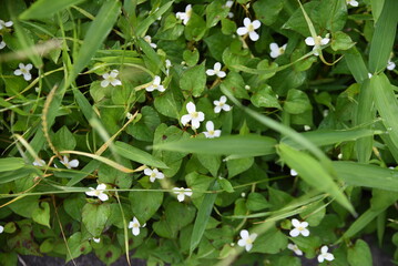 Fish mint flowers. Saururaceae perennial plants. It grows in the shade of wetlands and gives off a peculiar odor. The flowering season is from May to August. Ingredients and medicinal.