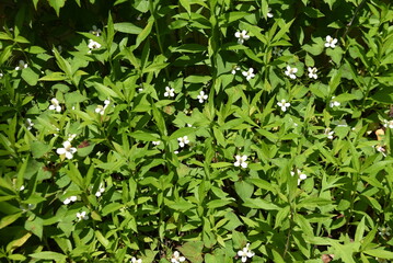 Fish mint flowers. Saururaceae perennial plants. It grows in the shade of wetlands and gives off a peculiar odor. The flowering season is from May to August. Ingredients and medicinal.