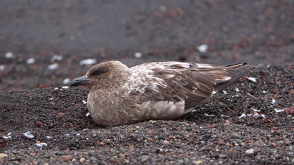 Brown skua (Stercorarius antarcticus) lying on the beach at Whaler's Bay, Deception Island, Antarctica