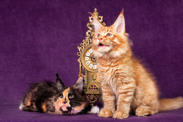 Fototapeta na wymiar A colorful maine coon kittens playing on purple background.