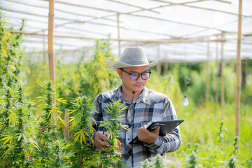 Portrait of a scientist. Analysis and results with tablets for medical patients. Marijuana, cannabis, flowers in a greenhouse.