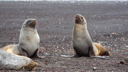 Antarctic fur seals (Arctocephalus gazella) at Whaler's Bay, Deception Island, Antarctica