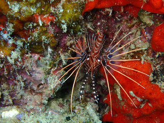 Beautiful underwater view at Mabul Island 