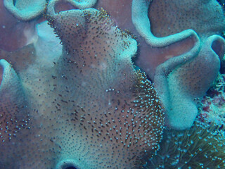 Beautiful underwater view at Mabul Island 