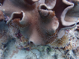 Beautiful underwater view at Mabul Island 