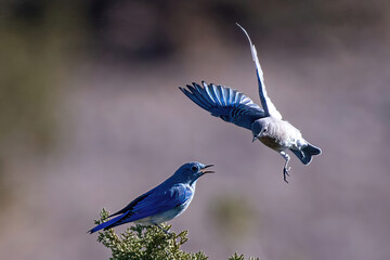 Mountain bluebirds competing for space on tree